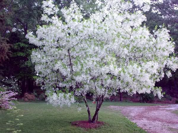 Chionanthus_virginicus.jpg